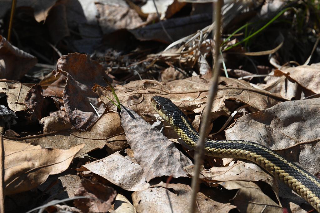 2025-04176255 Broad Meadow Brookl, MA.JPG - Garter Snake. Broad Meadow Brook Wildlife Sanctuary, MA, 4-17-2025